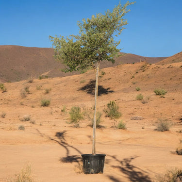 Ziziphus Spina Christi - Sidr Tree
